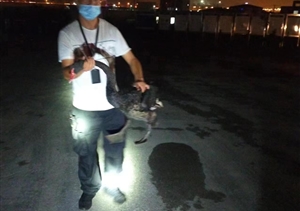 宗保公司员工救助受伤国家级保护动物黑天鹅